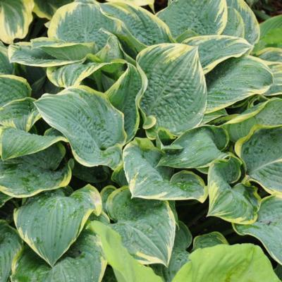 Hosta 'Lakeside Rhapsody'